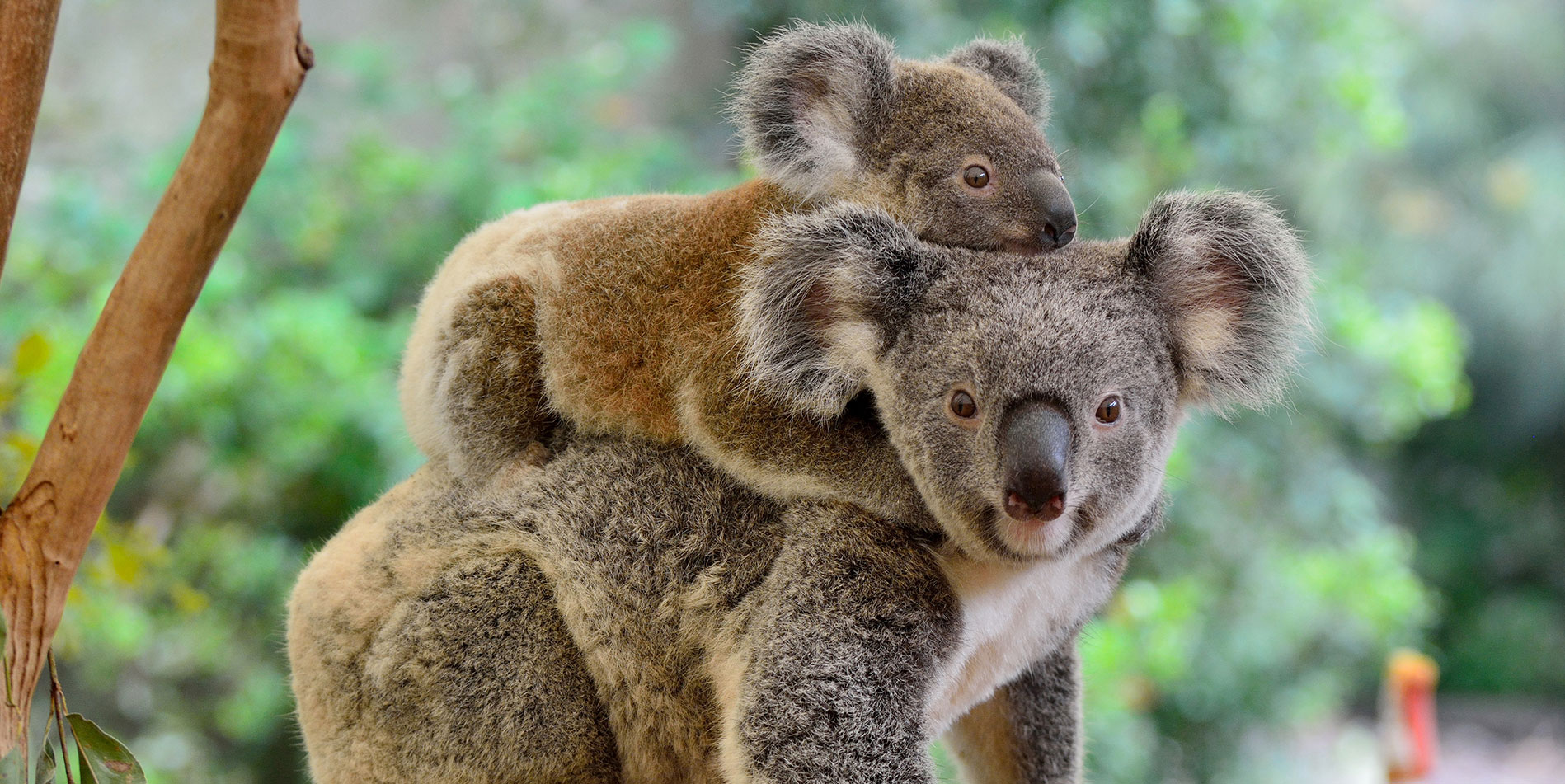 Сумчатые животные коала. Коала в Австралии. Австралийский сумчатый медведь. Звук коалы
